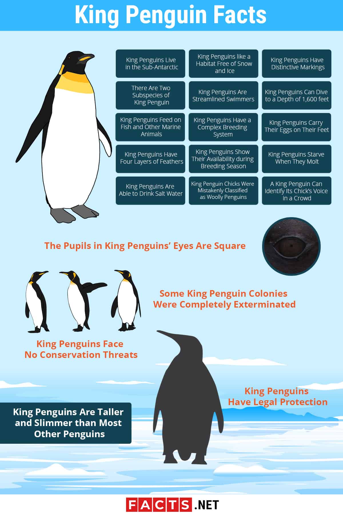 Top 20 King Penguin Facts Habitat Diet Breeding More Facts