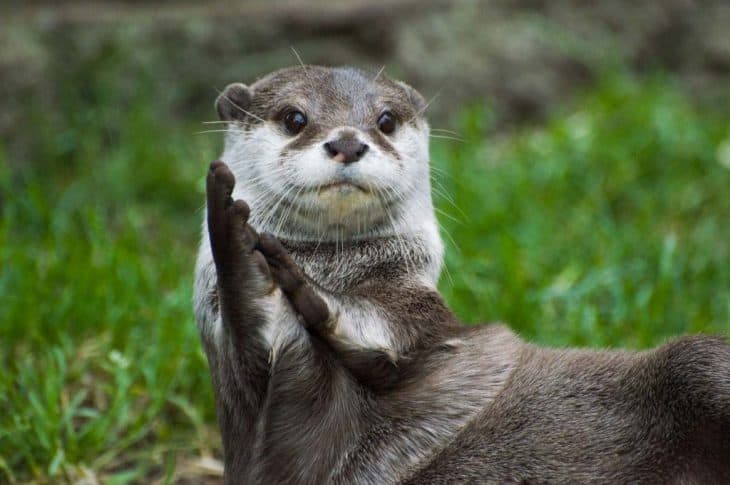 River Otter Playing