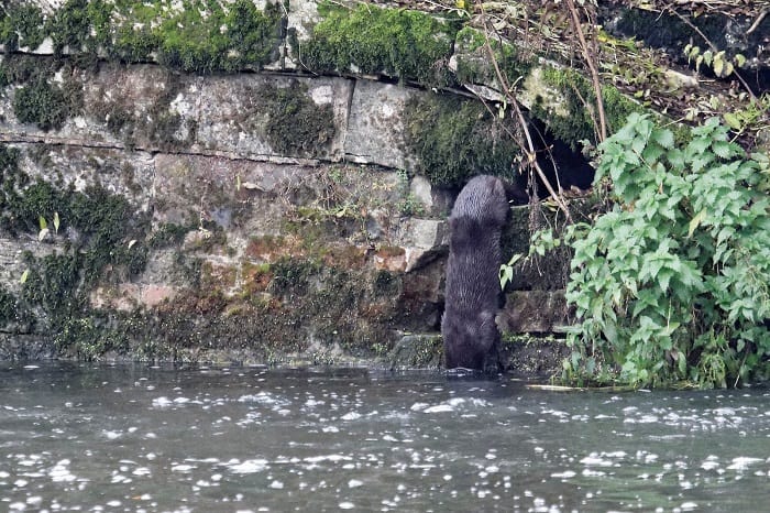 River Otter Holt
