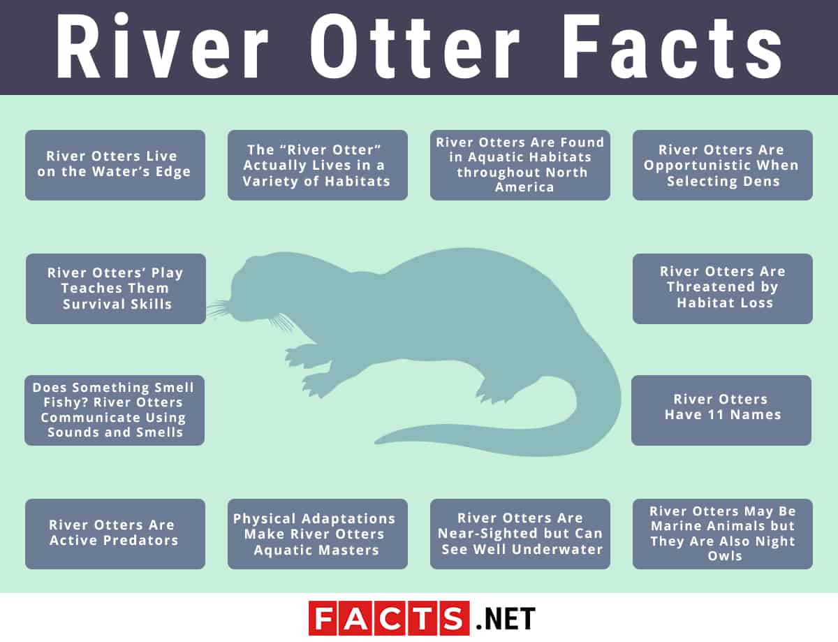 Top 12 River Otter Facts - Diet, Habitat, Anatomy & More - Facts.net