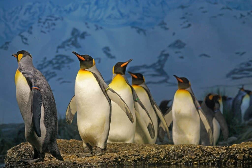 Top 20 King Penguin Facts - Habitat, Diet, Breeding & More | Facts.net