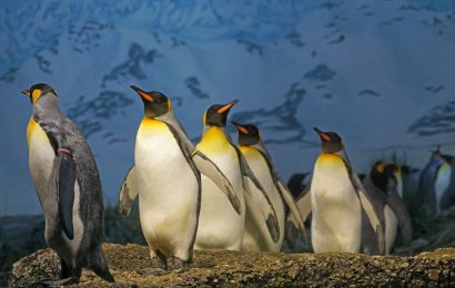 Top 20 King Penguin Facts  Habitat Diet Breeding  More 