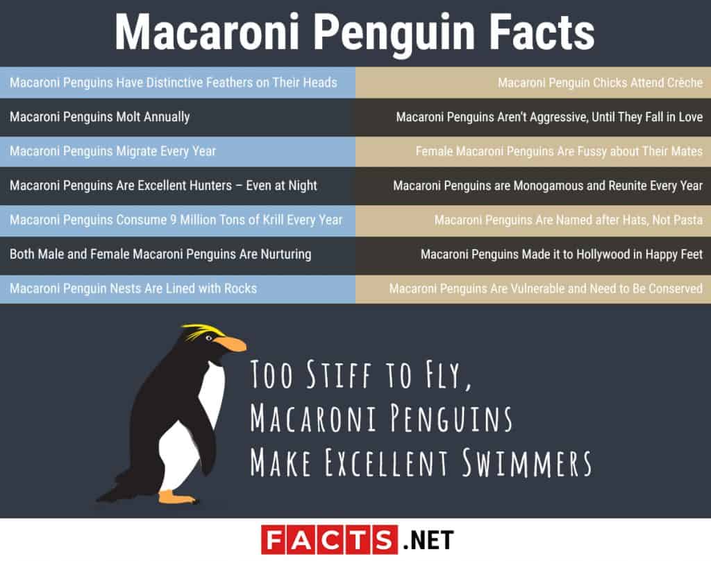 15-macaroni-penguin-facts-predators-diet-range-more-facts