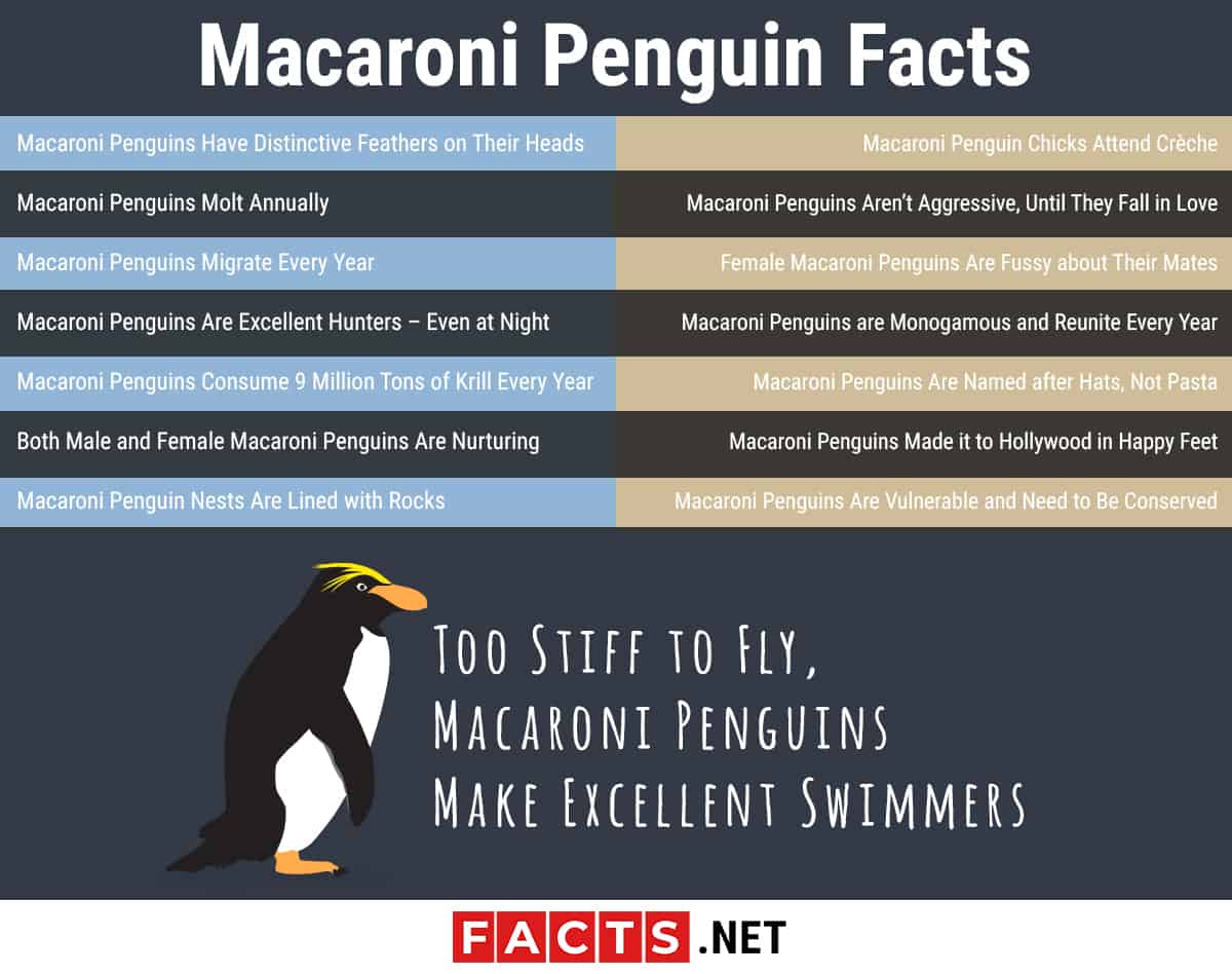 Infographie sur les manchots macaronis