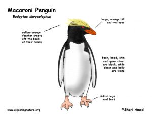 15 Macaroni Penguin Facts - Predators, Diet, Range & More - Facts.net