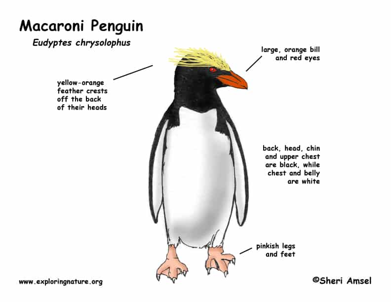 Macaroni Penguin