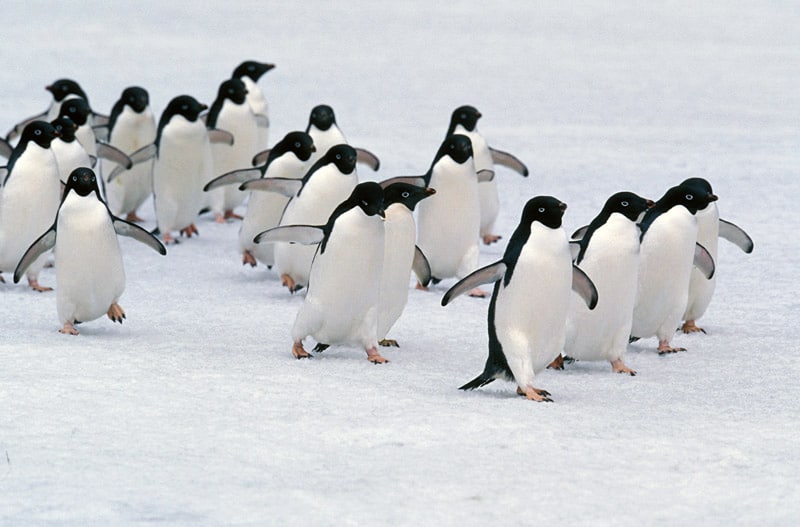 Los pingüinos macaroni migran