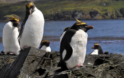 15 Macaroni Penguin Facts  Predators Diet Range  More 