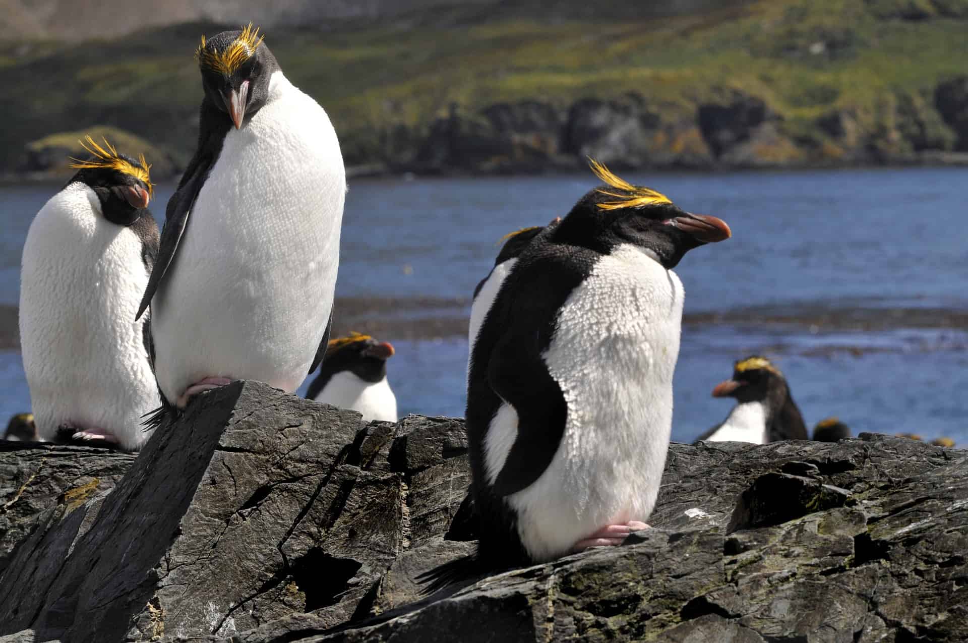 15 Macaroni Penguin Facts Predators Diet Range More Facts