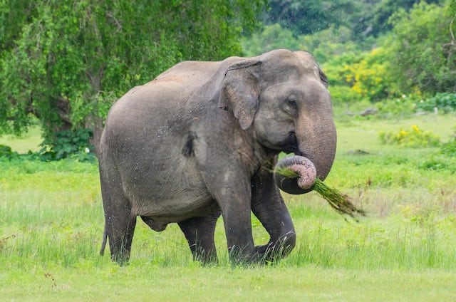 Top 20 Elephant Facts - Diet, Habitat, Population & More | Facts.net