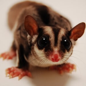 sugar glider teeth