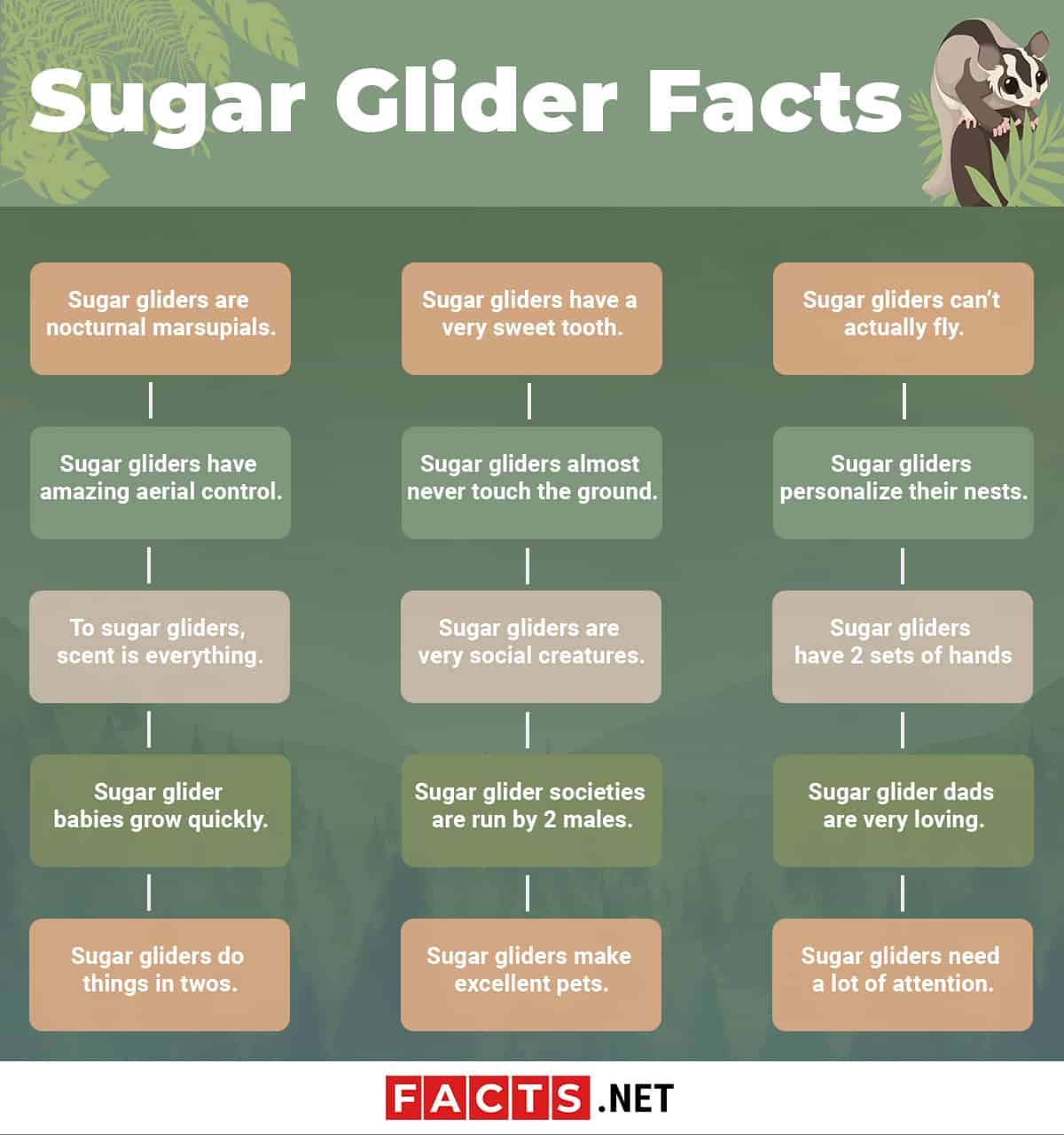 Top 15 Sugar Glider Facts Diet Lifespan More Facts Net