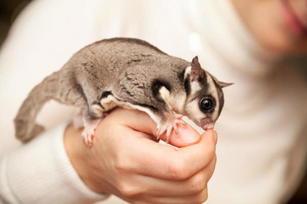 Top 15 Sugar Glider Facts Diet Lifespan More Facts Net