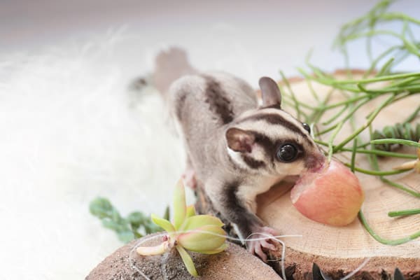 sugar glider teeth