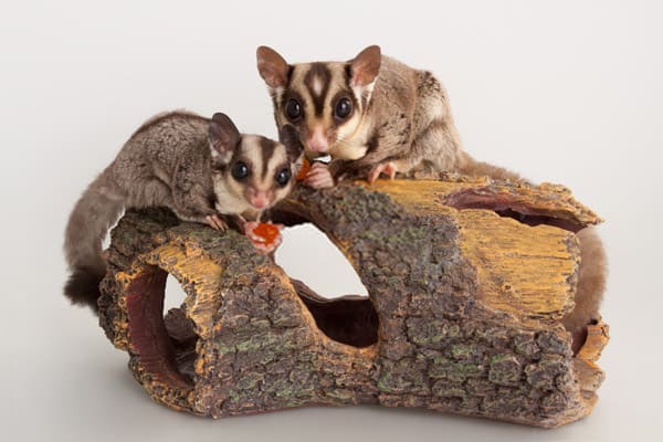 sugar glider lifespan