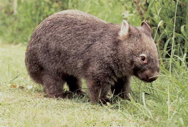 Top 15 Wombat Facts - Diet, Habitat, Species & More 