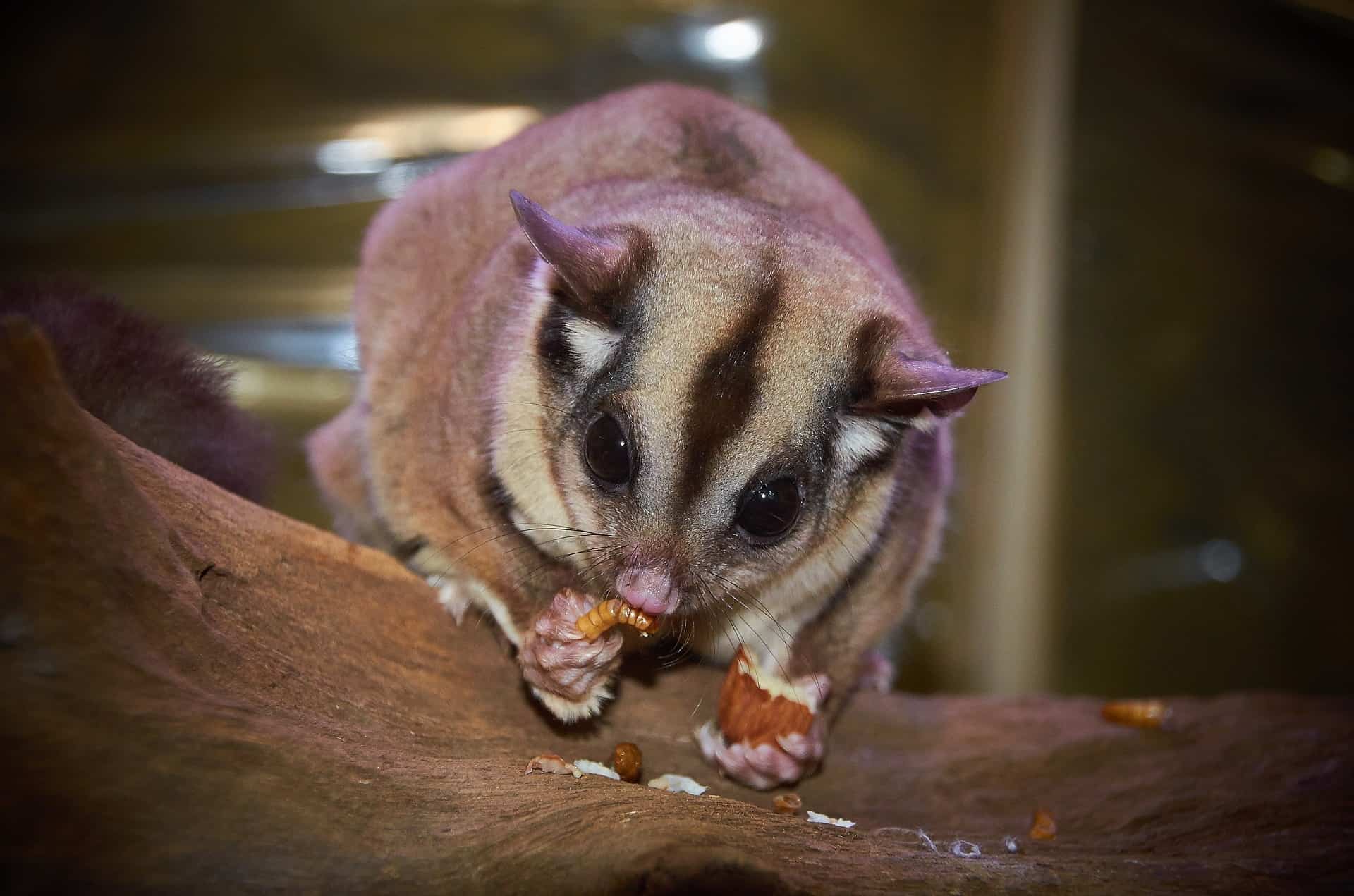 what do sugar gliders eat and drink