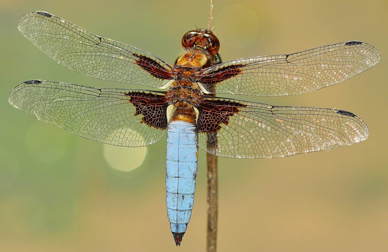 Top 15 Dragonfly Facts - Symbolism, Life Cycle, Habitat & More | Facts.net