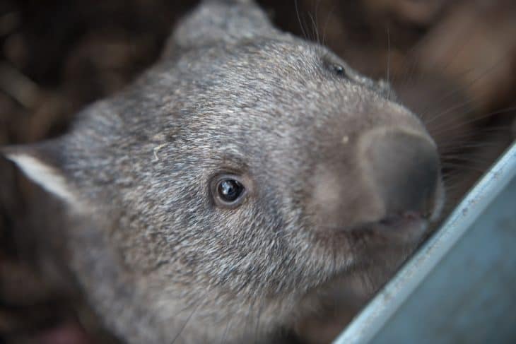 wombat facts