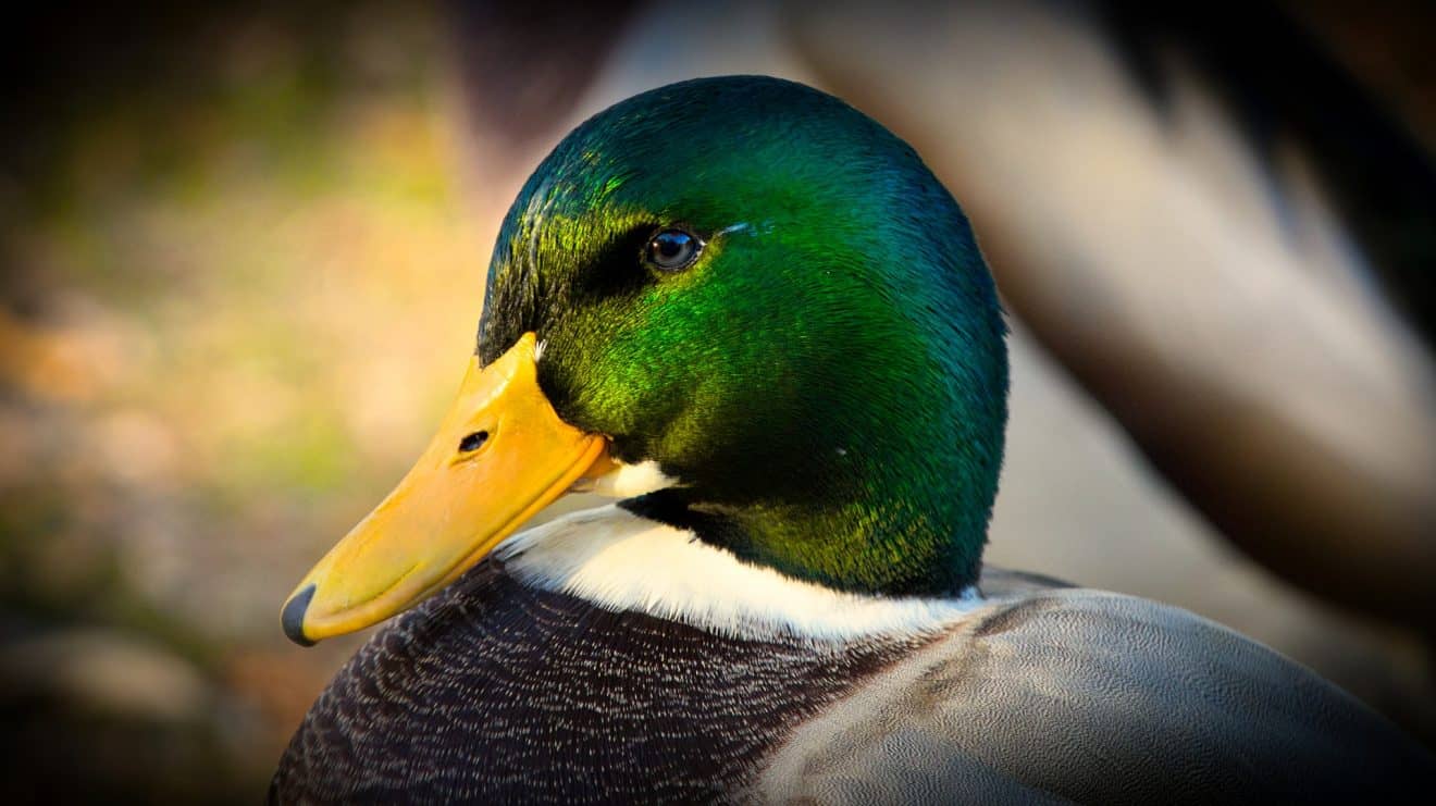 Top 16 Duck Facts Diet Types Species And More 3574