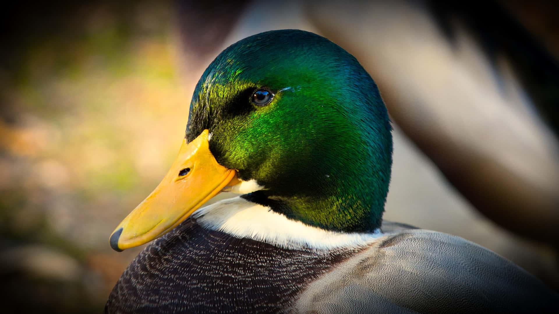 10 Facts About Ducks - FOUR PAWS International - Animal Welfare Organisation