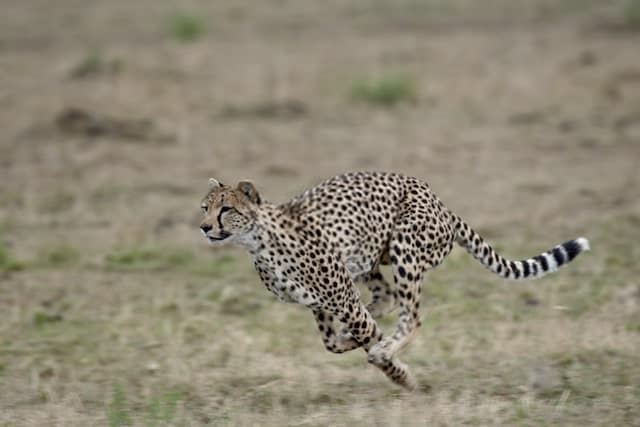 Top 20 Cheetah Facts - Diet, Size, Habitat & More | Facts.net