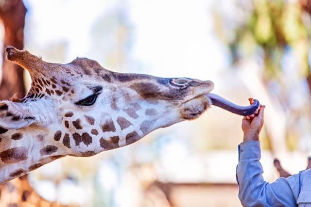 giraffe predators information
