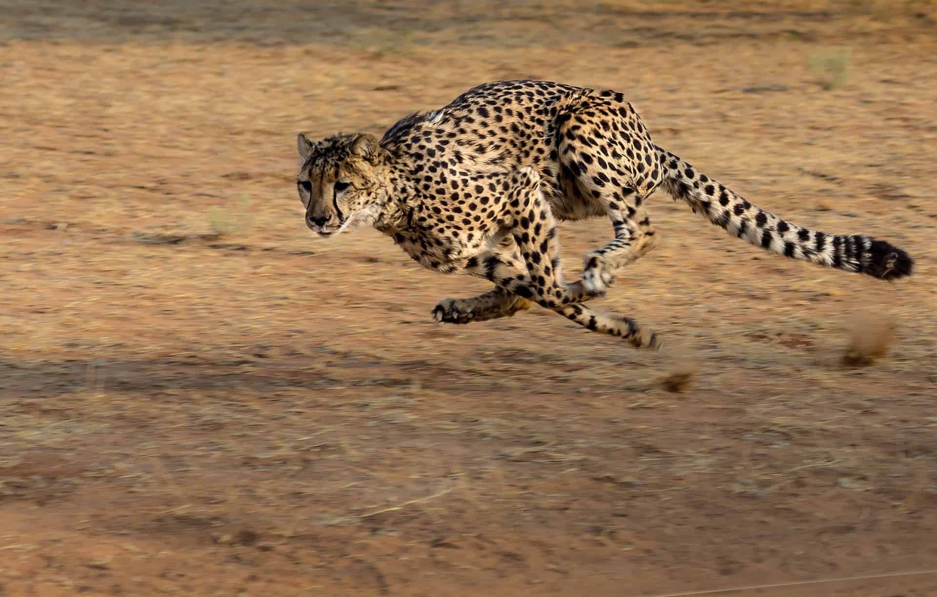 top-20-cheetah-facts-diet-size-habitat-more-facts