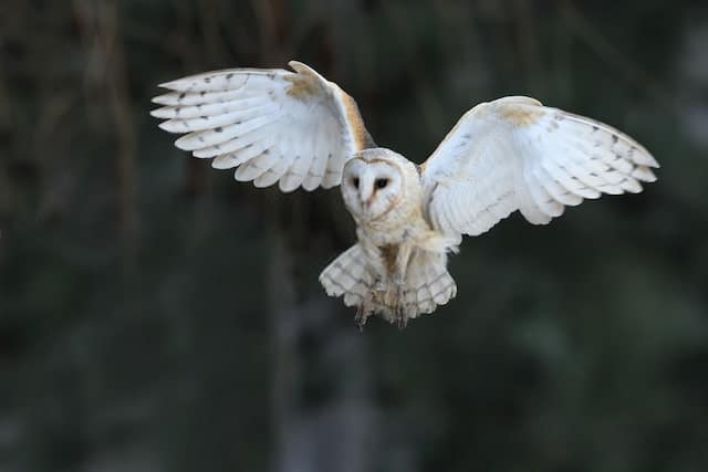 Best 15 Barn Owl Facts Diet Habitat Lifestyle More Facts Net