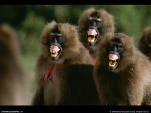 Gelada Baboon