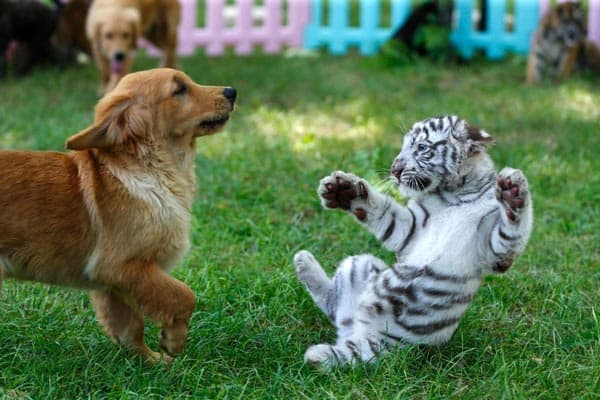 newborn baby white tigers