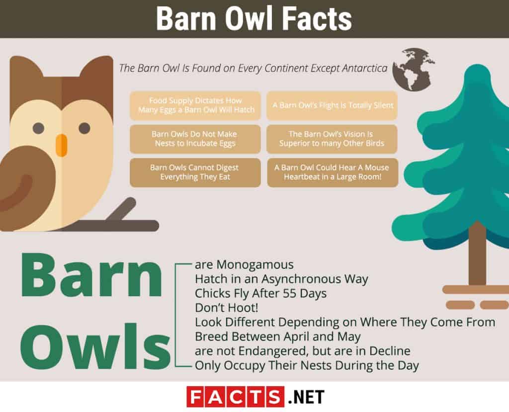 Best 15 Barn Owl Facts - Diet, Habitat, Lifestyle & More - Facts.net