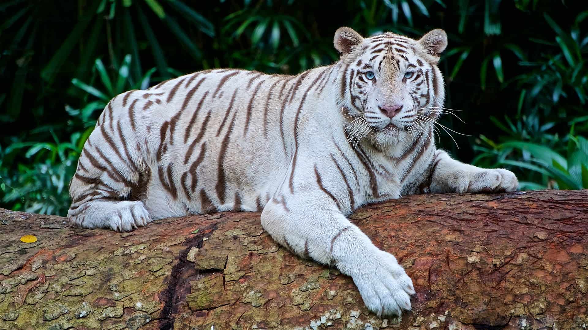 Top 16 White Tiger Facts - Diet, Habitat, Genetics & More | Facts.net