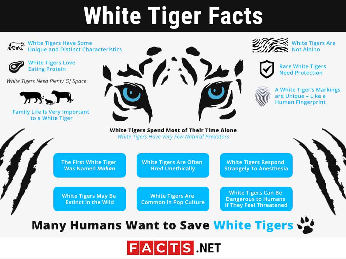 Top 16 White Tiger Facts - Diet, Habitat, Genetics & More | Facts.net