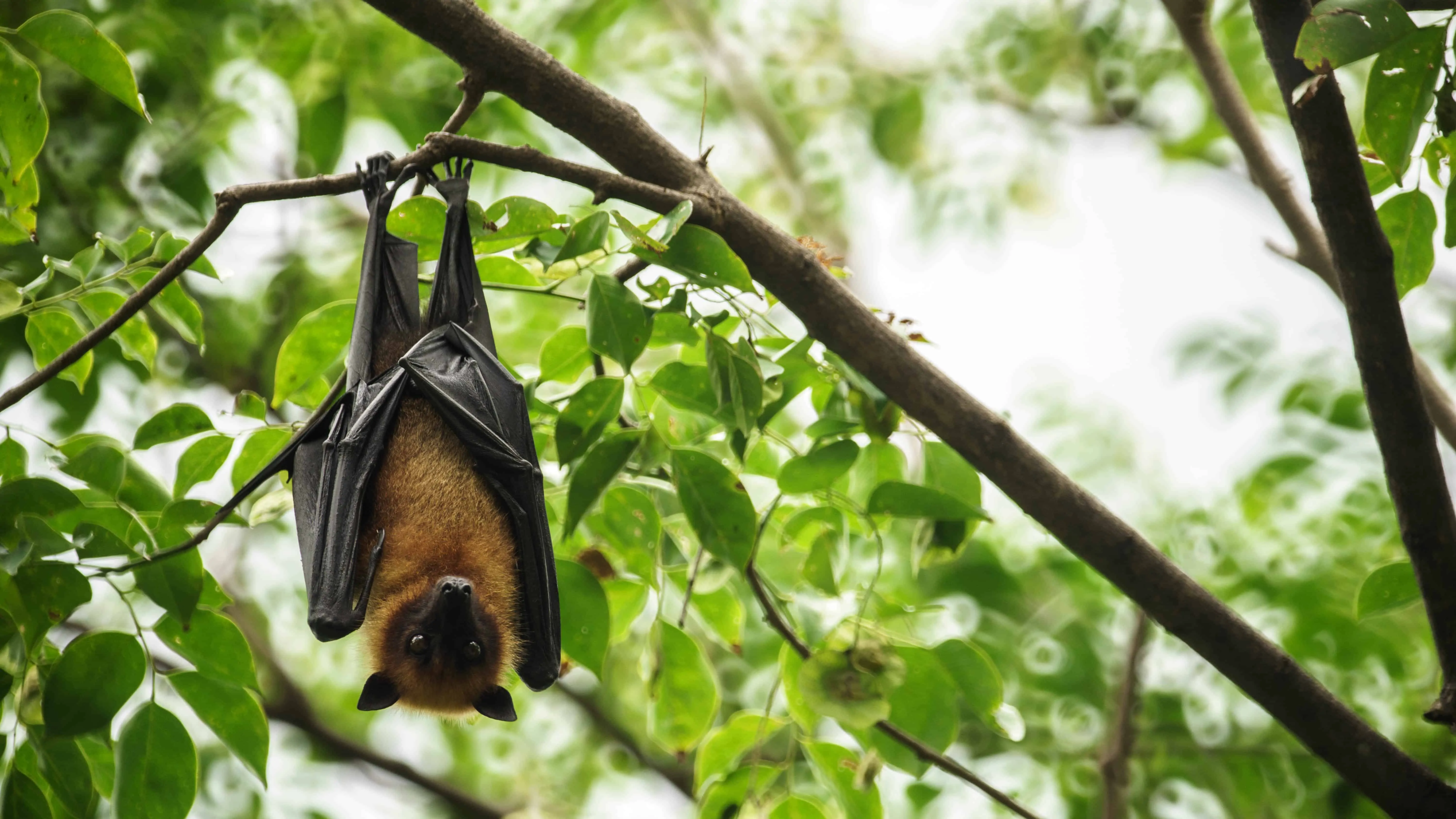 top-20-bat-facts-types-diet-habitat-more-facts