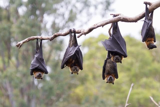 Bats Hanging Upside Down