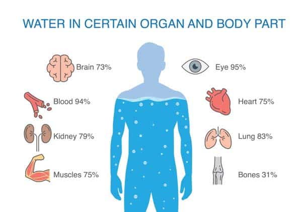 How Much Water In Human Body   Body Water Percentage  