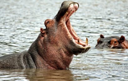 Top 15 Hippopotamus Facts  Ancestry Diet Habitat  More  