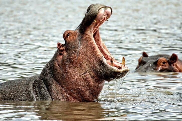 hippopotamus habitat