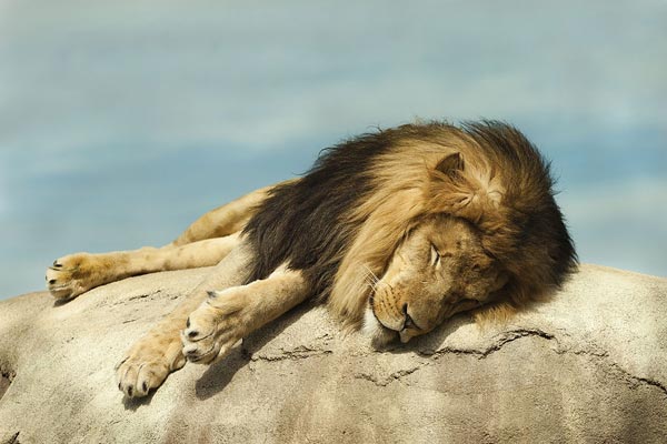 top-15-lion-facts-types-diet-habitat-more-facts