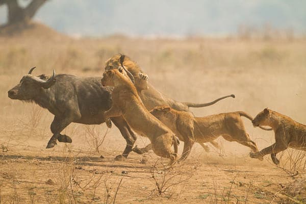 lioness hunting