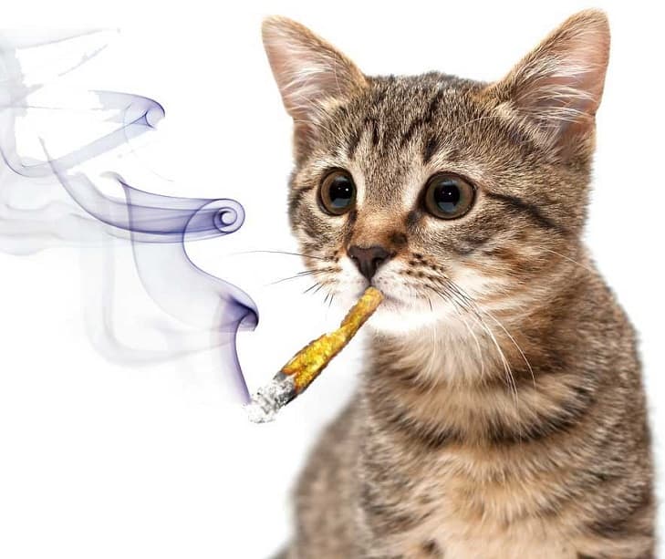 Pot Smoking Cat