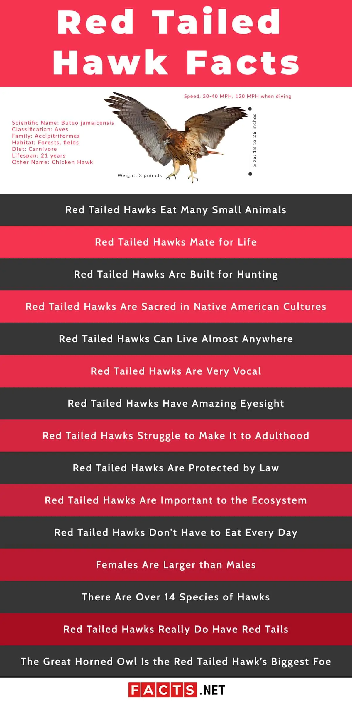 Top 15 Red Tailed Hawk Facts - Diet, Hunting, Senses & More | Facts.net