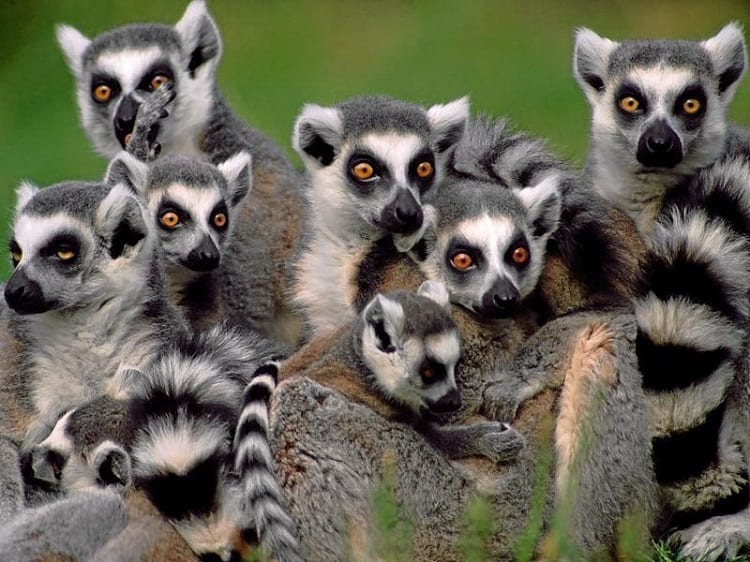 Top 15 Facts about Lemurs - Origin, Behavior, Diet & More - Facts.net