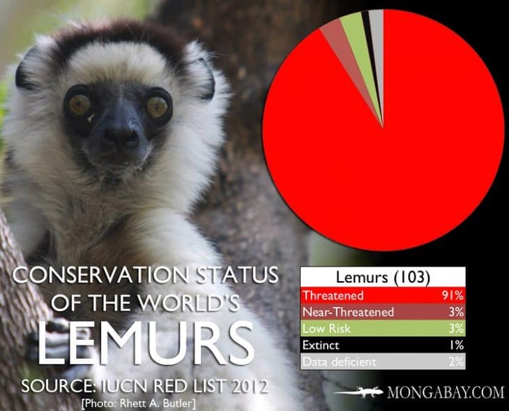 Top 15 Facts About Lemurs - Origin, Behavior, Diet & More - Facts.net