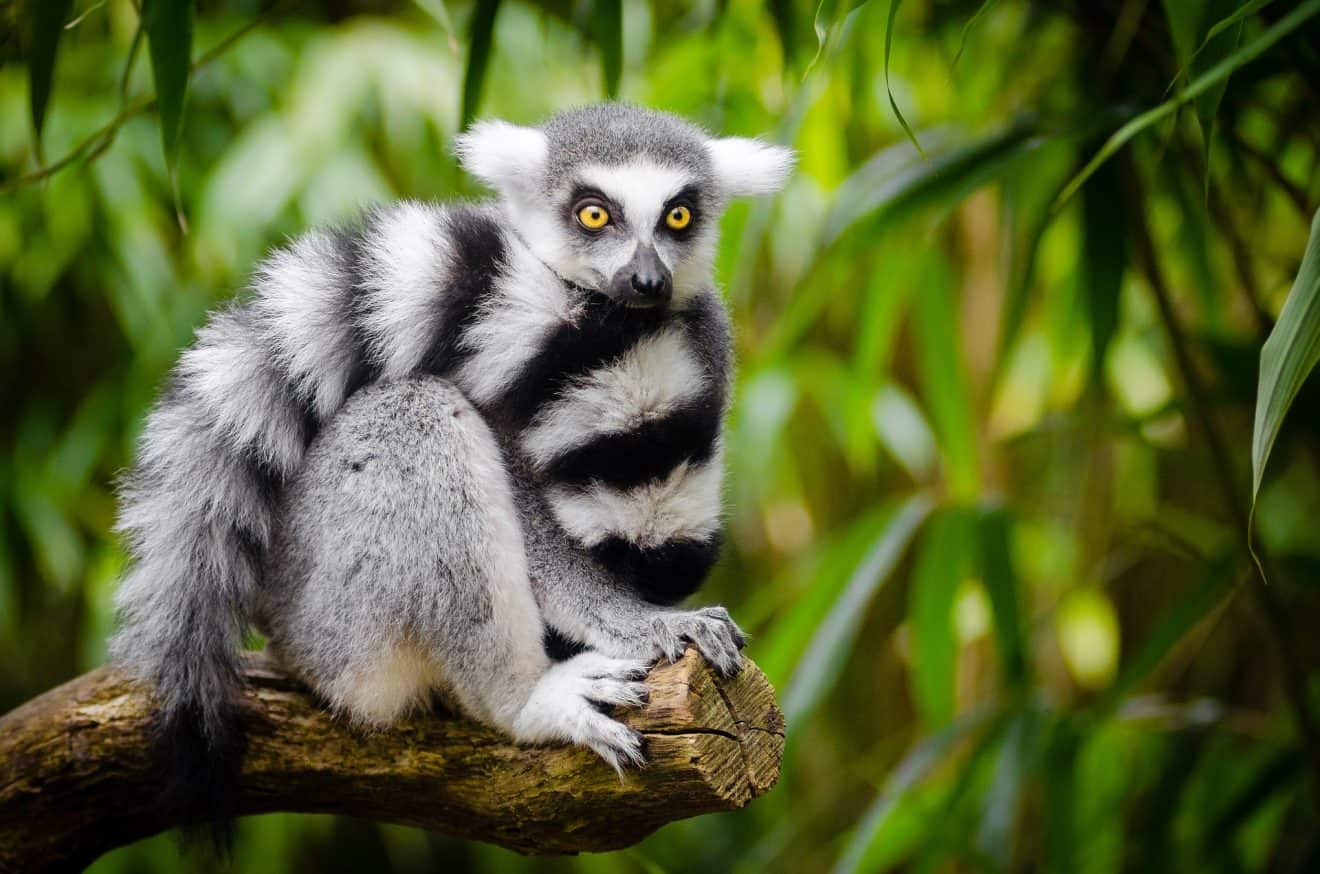 botanicula lemur