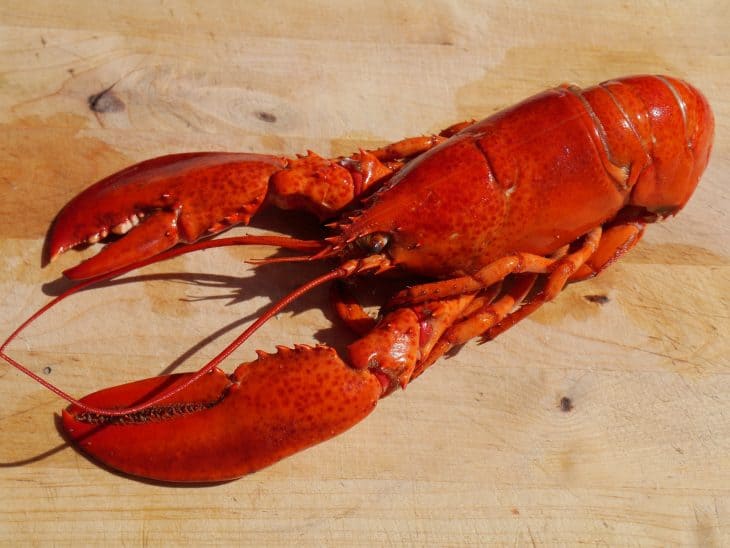 warmies lobster