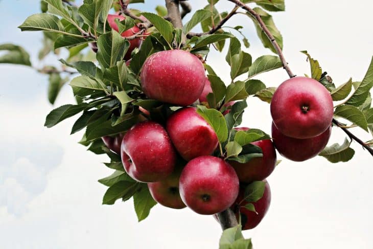 5 things you didn't know about apples