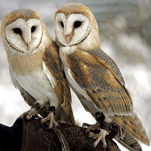 Best 15 Barn Owl Facts Diet Habitat Lifestyle More Facts Net