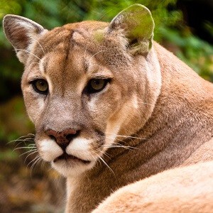 cougar eyes